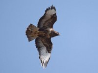 Maeusebussard (Buteo buteo) 42